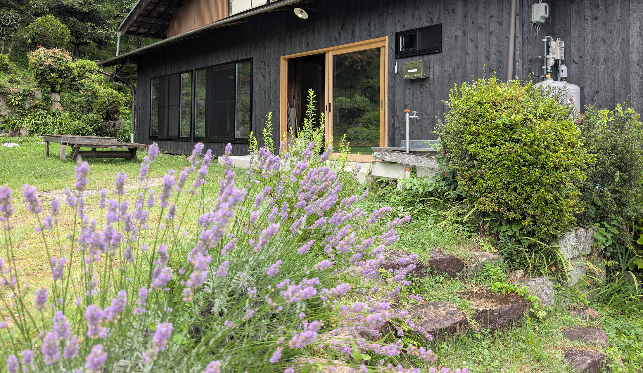 Exterior of the black-timber house with a blooming lavender garden